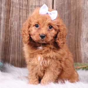 Cavapoo Puppy Aubrey