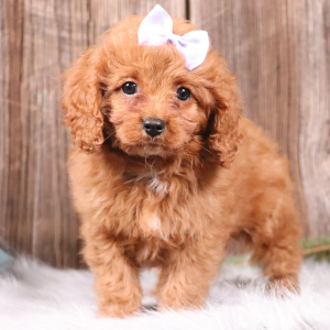 Cavapoo Puppy Aubrey