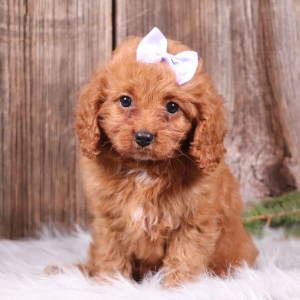 Cavapoo Puppy Aubrey