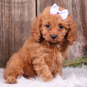 Cavapoo Puppy Aubrey