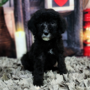 Poodle Puppy Tilly