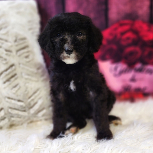 Poodle Puppy Tilly