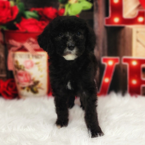 Poodle Puppy Tilly