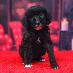 Poodle Puppy Tilly