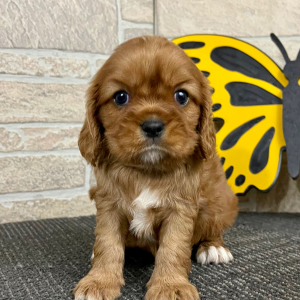 Cavalier King Charles Spaniel Puppy Clara