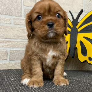 Cavalier King Charles Spaniel Puppy Clara