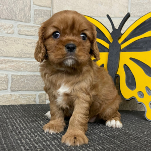Cavalier King Charles Spaniel Puppy Clara