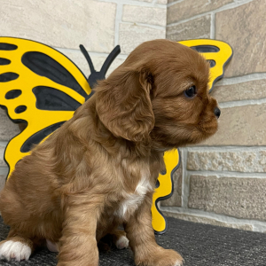 Cavalier King Charles Spaniel Puppy Clara