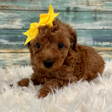 Poodle Puppy Jenna