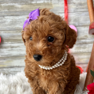 Poodle Puppy Jenna
