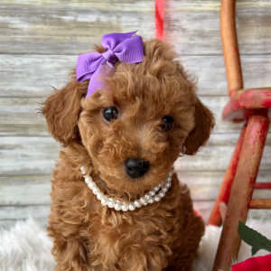 Poodle Puppy Jenna