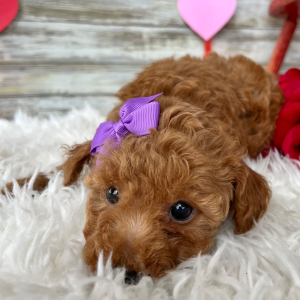 Poodle Puppy Jenna