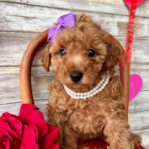 Poodle Puppy Jenna