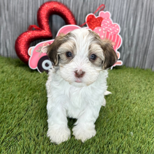 Havanese Puppy Milo