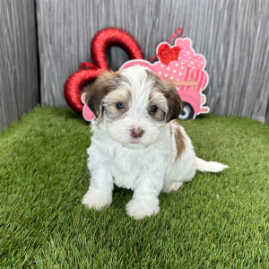 Havanese Puppy Milo