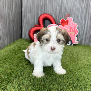 Havanese Puppy Milo