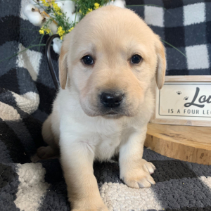 Labrador Retriever Puppy Julia