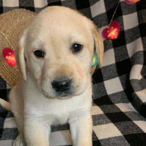 Labrador Retriever Puppy Julia