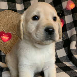 Labrador Retriever Puppy Julia