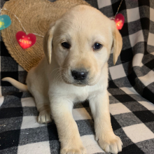 Labrador Retriever Puppy Julia