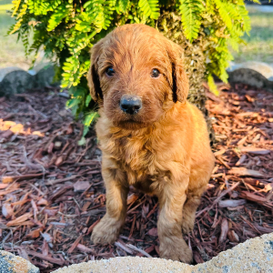Goldendoodle Puppy Hunter