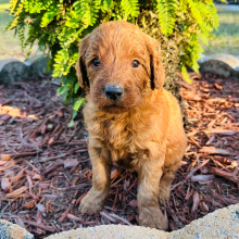Goldendoodle Puppy Hunter