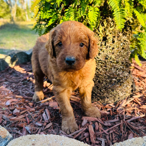 Goldendoodle Puppy Hunter