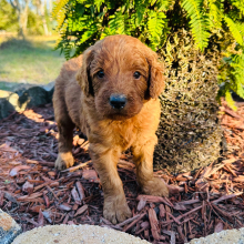 Goldendoodle Puppy Hunter