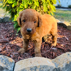 Goldendoodle Puppy Hunter
