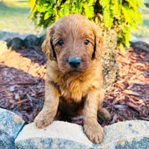 Goldendoodle Puppy Hunter
