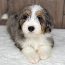 Bernedoodle Puppy Tucker