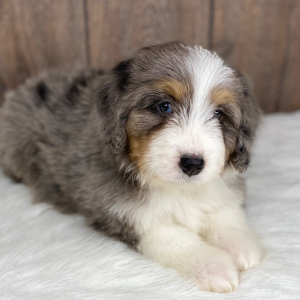 Bernedoodle Puppy Tucker