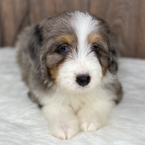 Bernedoodle Puppy Tucker