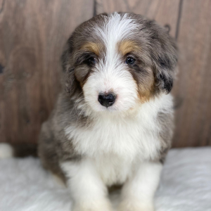 Bernedoodle Puppy Tucker