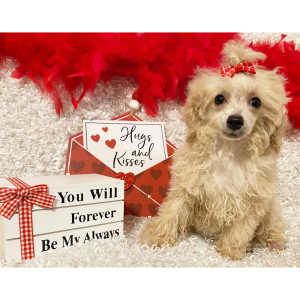 Poodle Puppy Laney