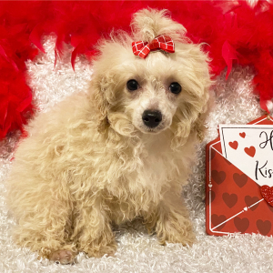 Poodle Puppy Laney