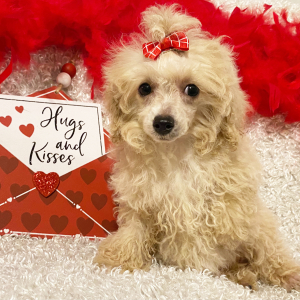 Poodle Puppy Laney