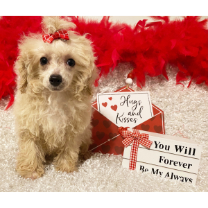 Poodle Puppy Laney