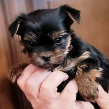 Yorkshire Terrier Puppy Belle
