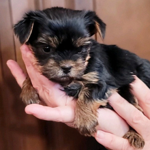 Yorkshire Terrier Puppy Belle