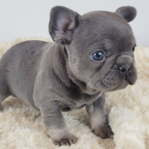 French Bulldog Puppy Hedy
