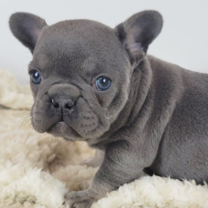 French Bulldog Puppy Hedy