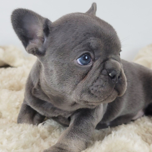 French Bulldog Puppy Hedy