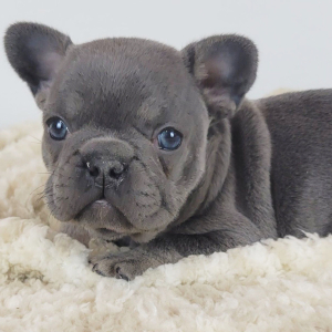 French Bulldog Puppy Hedy