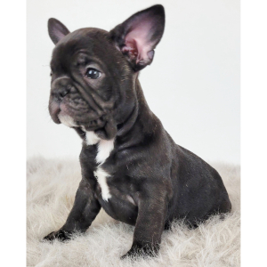 French Bulldog Puppy Ryan