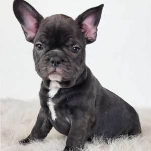 French Bulldog Puppy Ryan