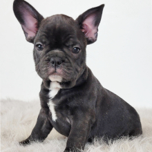 French Bulldog Puppy Ryan