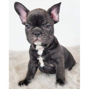 French Bulldog Puppy Ryan