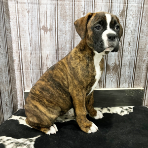 Boxer Puppy Stacey