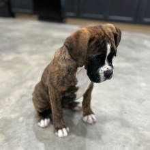 Boxer Puppy Stacey